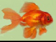 Play Shining Gold Fish