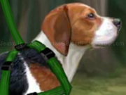 Play Beagle Training