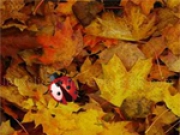 Jugar a Hidden Insects