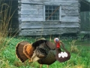 Play Fat Turkey Escape
