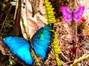 Play Butterfly Forest Escape