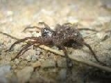 Play Wolf spider jigsaw #2