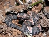 Play Cottonmouth jigsaw puzzle