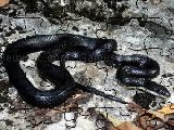 Play Black rat snake jigsaw puzzle