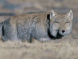 Play Tibetan fox
