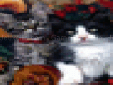 Play Hidden animals-kittens