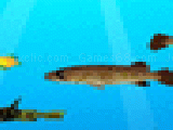 Play The trial of fish