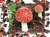 Play Jigsaw: toadstool
