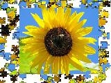 Play Jigsaw: yellow sunflower