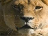 Jugar a jigsaw: lioness