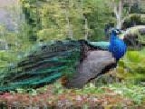 Play peacock jigsaw puzzle