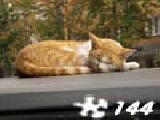 Play jigsaw: sleepy cat