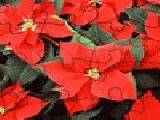 Play poinsettia jigsaw