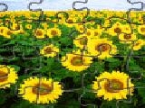 Play sunflowers jigsaw
