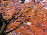 Play sssg - autumn