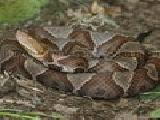 Play copperhead jigsaw