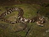 Play northern watersnake jigsaw