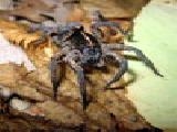 Play wolf spider jigsaw