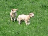 Play jigsaw: lambs