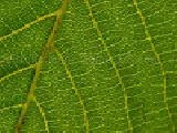 Play jigsaw: leaf veins
