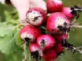 Play jigsaw: radishes