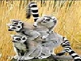 Play Four curious lemur puzzle