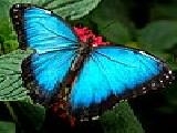 Play Blue butterfly puzzle