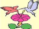 Play Two hummingbird coloring