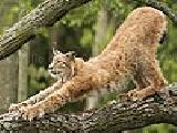 Play Tired lynx puzzle