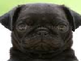 Play Funny doggy