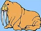 Play Big walrus coloring