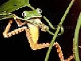 Play Stunter frog puzzle
