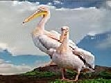 Play Two pelicans puzzle