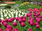 Play Jigsaw: tulip garden