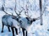 Play Puzzle santa claus's reindeers - 1