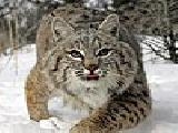 Play Great lynx puzzle