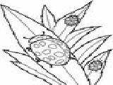 Play Insects -2