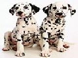 Play Two dalmatians slide puzzle