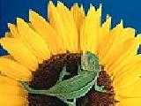 Play Chameleon on the sunflower puzzle