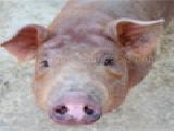 Play Pretty piglets