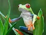 Play Curious frog puzzle