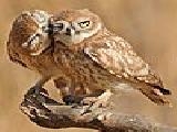 Play Two owl puzzle