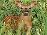 Play Fawn slide puzzle
