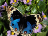 Play Butterfly puzzle