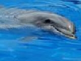 Play Puzzle dolphins and other marine mammals -1