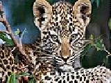 Play Lovely leopard puzzle