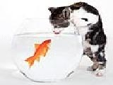 Play Cat and fish puzzle