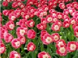 Play Tulip 3 jigsaw puzzle