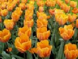 Play Tulip 2 jigsaw puzzle