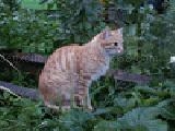 Play Cat jigsaw puzzle